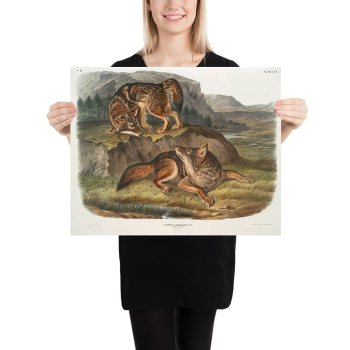 Prairie Wolf (Canis latrans) by John Woodhouse Audubon, 1845
