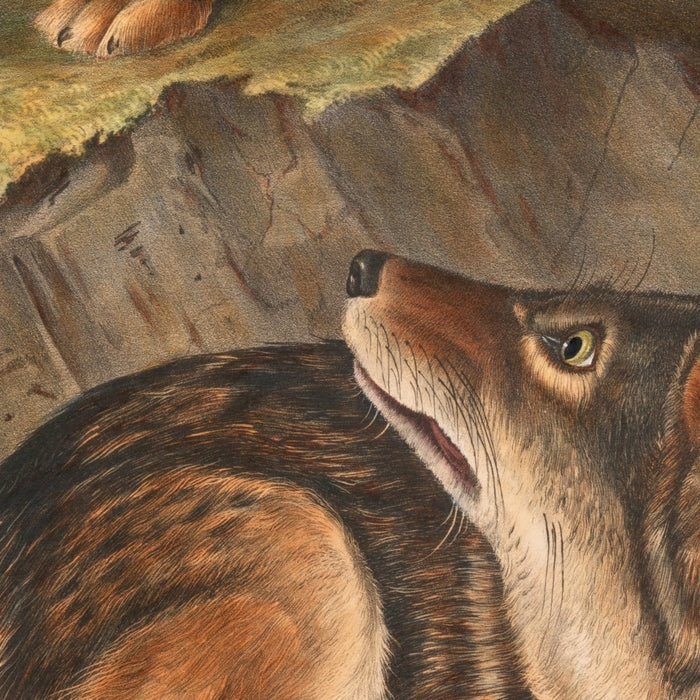 Prairie Wolf (Canis latrans) by John Woodhouse Audubon, 1845
