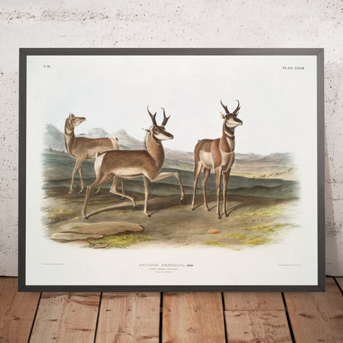 A framed image of