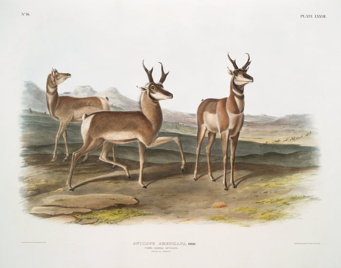 Pronghorn (Antilocapra americana) by John Woodhouse Audubon, 1845