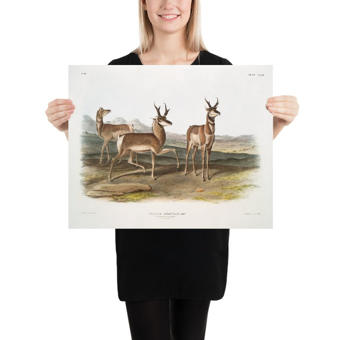 Pronghorn (Antilocapra americana) by John Woodhouse Audubon, 1845