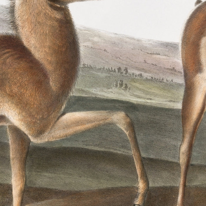 Pronghorn (Antilocapra americana) by John Woodhouse Audubon, 1845