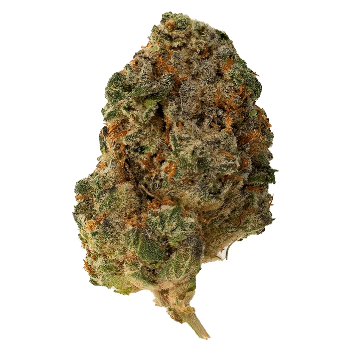 Close-up view of the Purple Rain bud with textured surface and visible details against a plain white background.