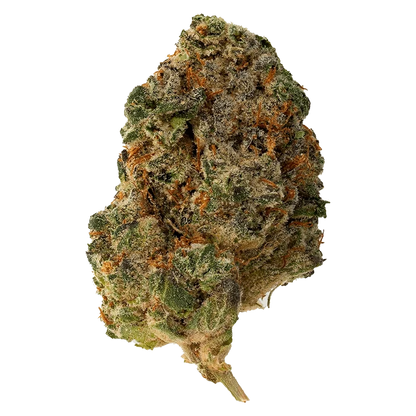 Close-up view of the Purple Rain bud with textured surface and visible details against a plain white background.