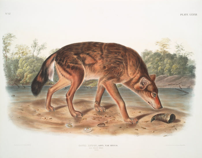 Red Texan Wolf (Canis lupus) by John Woodhouse Audubon, 1845