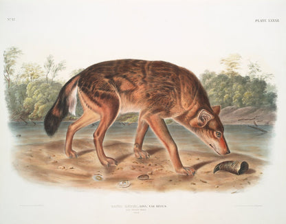 Red Texan Wolf (Canis lupus) by John Woodhouse Audubon, 1845