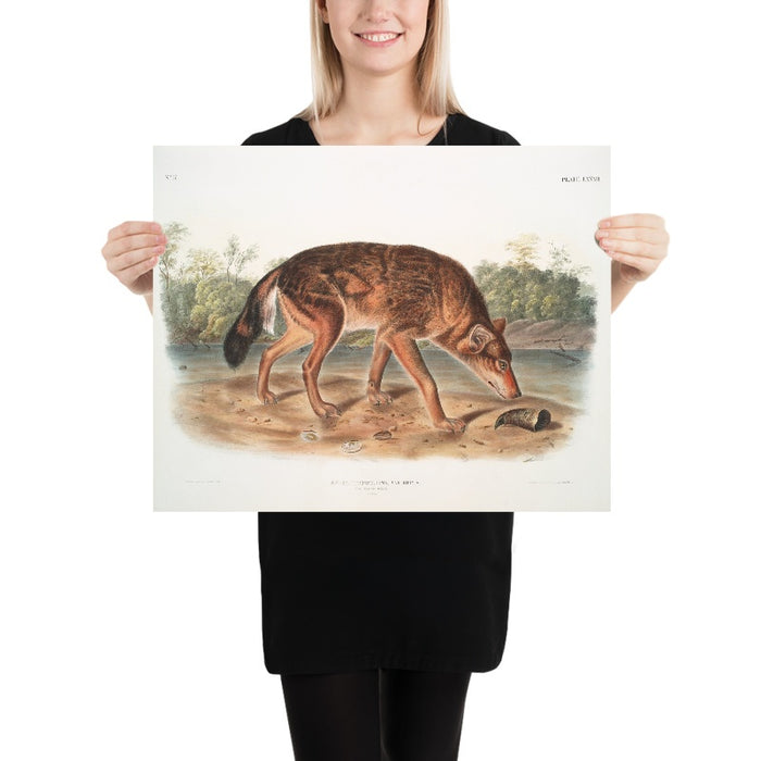 Red Texan Wolf (Canis lupus) by John Woodhouse Audubon, 1845