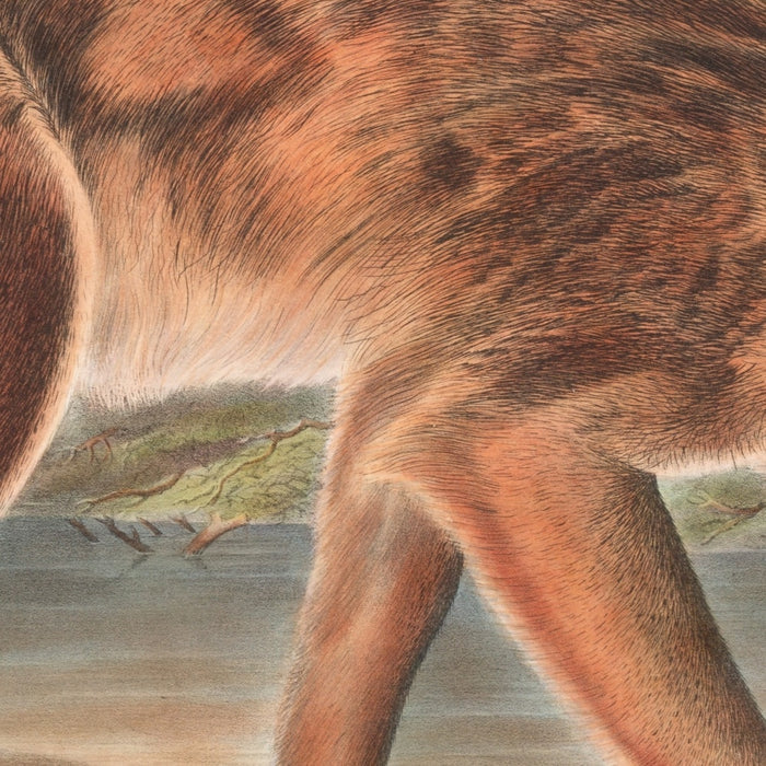 Red Texan Wolf (Canis lupus) by John Woodhouse Audubon, 1845