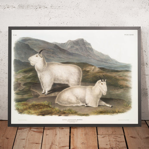 A framed image of