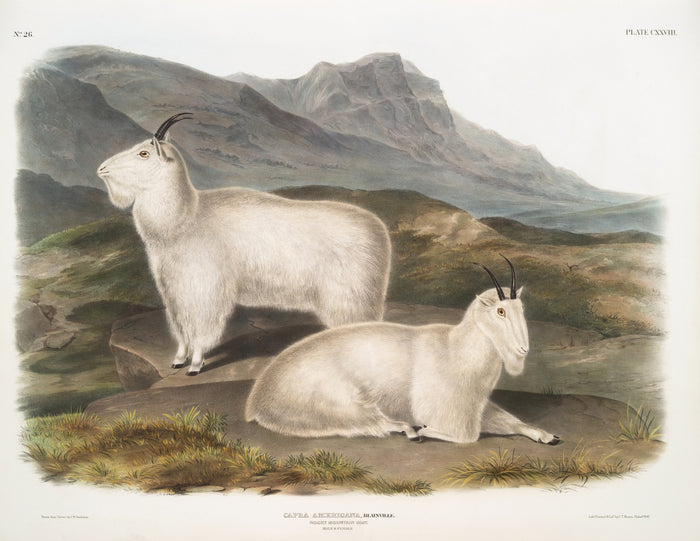 Rocky Mountain Goat (Oreamnos americanus) by John Woodhouse Audubon, 1845
