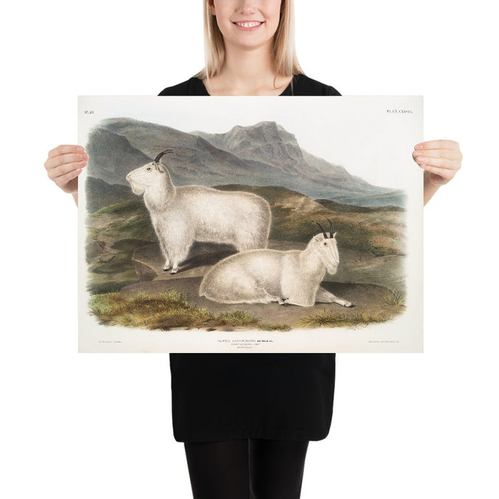 Rocky Mountain Goat (Oreamnos americanus) by John Woodhouse Audubon, 1845
