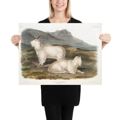Rocky Mountain Goat (Oreamnos americanus) by John Woodhouse Audubon, 1845