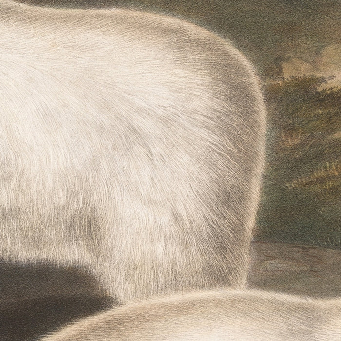 Rocky Mountain Goat (Oreamnos americanus) by John Woodhouse Audubon, 1845