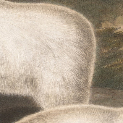 Rocky Mountain Goat (Oreamnos americanus) by John Woodhouse Audubon, 1845