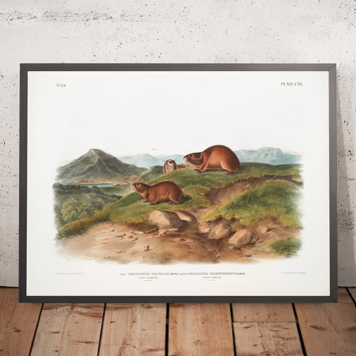 A framed image of