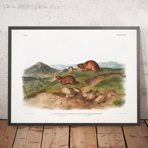A framed image of