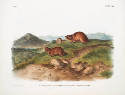 Tawny Lemming (Georychus helvolus) and Back’s Lemming (Georychus trimucronatus) by John Woodhouse Audubon, 1845