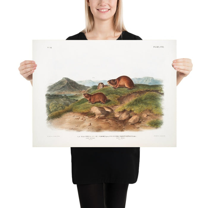 Tawny Lemming (Georychus helvolus) and Back’s Lemming (Georychus trimucronatus) by John Woodhouse Audubon, 1845
