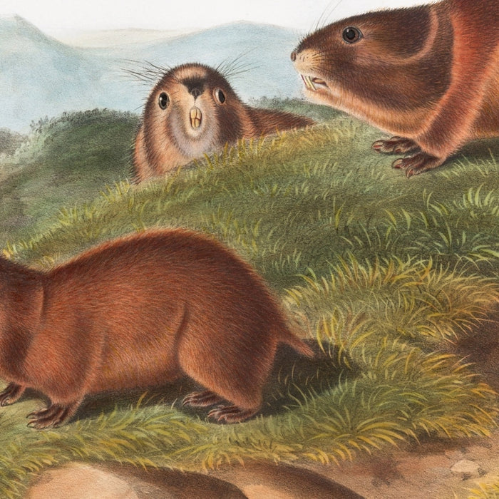 Tawny Lemming (Georychus helvolus) and Back’s Lemming (Georychus trimucronatus) by John Woodhouse Audubon, 1845
