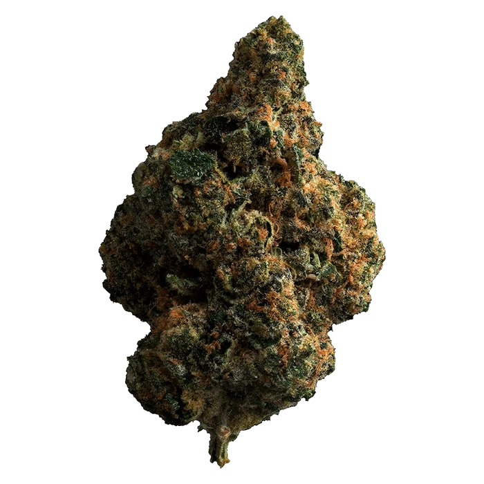 Close-up of the Tropicana Cookies bud with a dense, textured surface and visible trichomes against a plain white background.