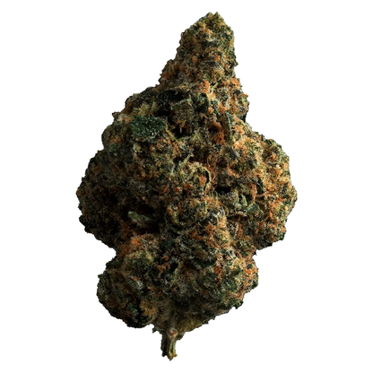 Close-up of the Tropicana Cookies bud with a dense, textured surface and visible trichomes against a plain white background.